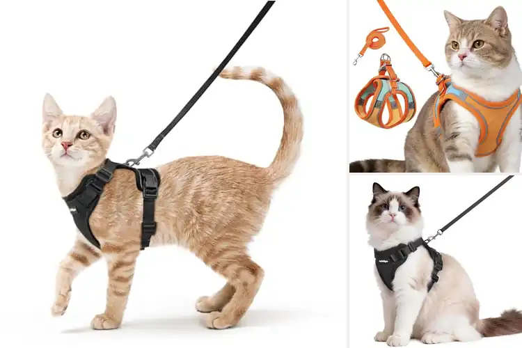 Detailed view of Best Cat Harnesses: Top Picks for Safe & Comfy Adventures